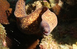 Thailand 2015 - Ko Tao - Murene a oeil blanc - Siderea thysoidea _IMG_3674_rc